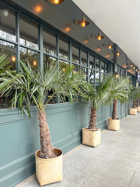 Palmbomen groeien in bloempotten buiten een restaurant in een stedelijk stadscentrum