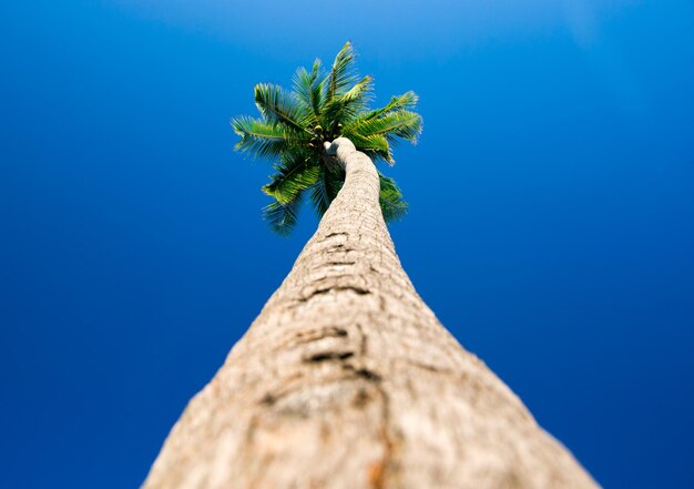Palmbomen in de blauwe zonnige hemel