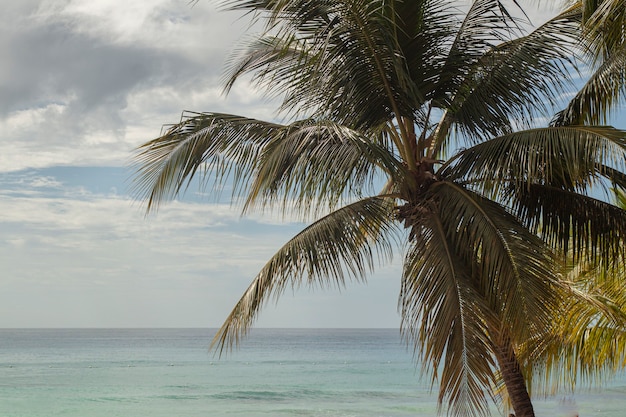Palmbomen in de dominicaanse republiek tijdens zonnige dag