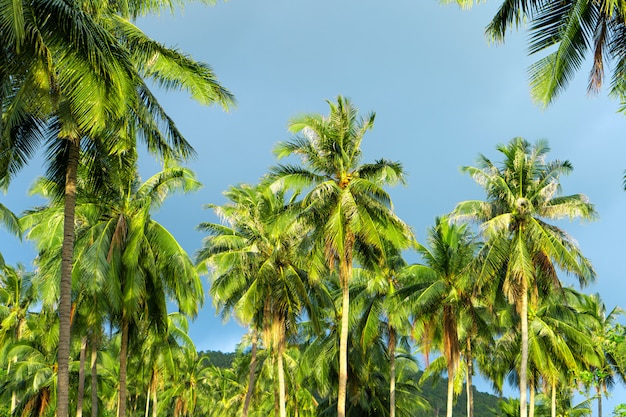 Palmbomen in de tropische jungle