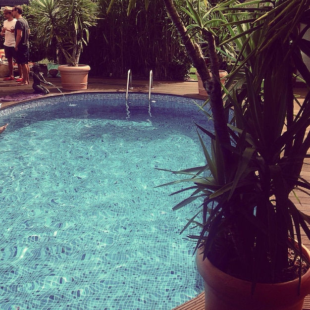 Palmbomen in een zwembad