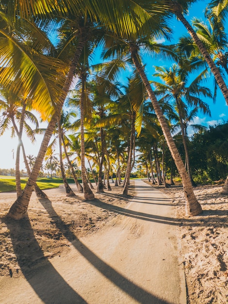 Palmbomen in het Caribische strand