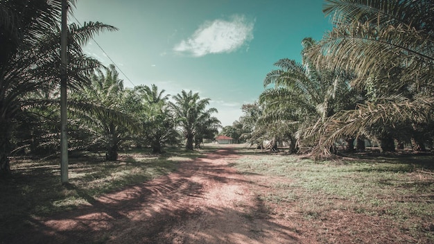 Palmbomen in het landschap tegen de lucht