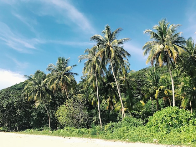 Foto palmbomen in het landschap tegen de lucht