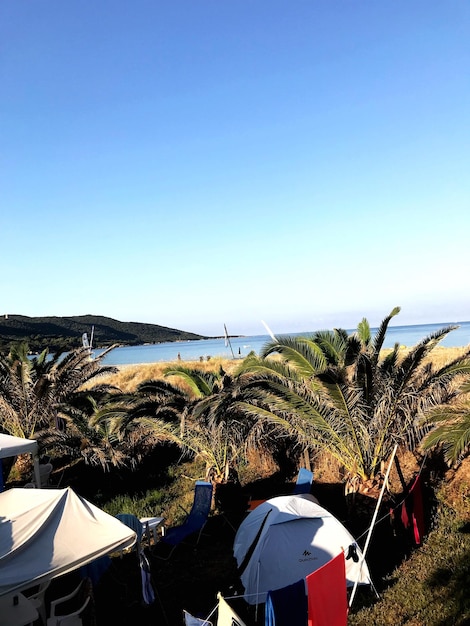 Foto palmbomen in het landschap tegen een heldere blauwe lucht