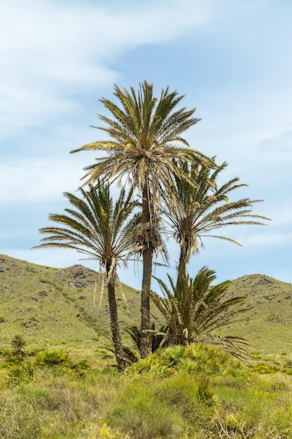 Palmbomen in het natuurpark Calblanque in Cartagena