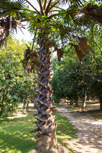 Palmbomen in het park groen landschapsmening