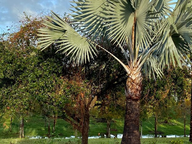 Palmbomen in het park tegen de lucht