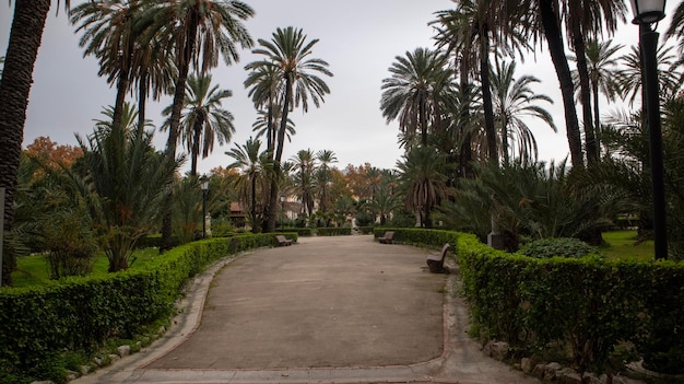 Palmbomen in het park