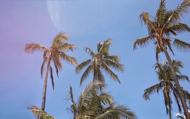 Palmbomen onderaanzicht zomer en reisconcept