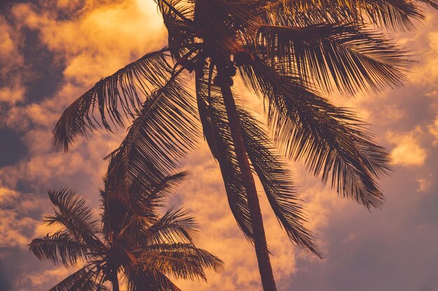 Palmbomen op de achtergrond van de zonsondergang