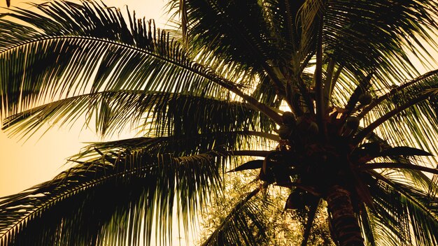 Palmbomen op de achtergrond van een prachtige zonsondergang. tropische palmbladeren, bloemenpatroonachtergrond, echte foto