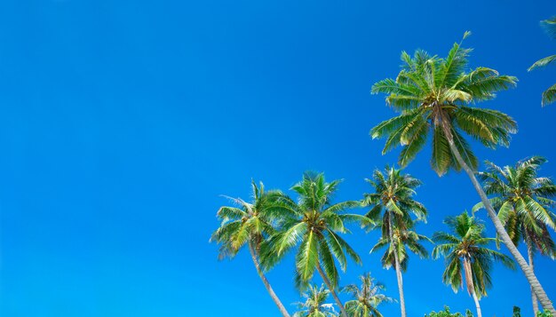 Palmbomen op de achtergrond