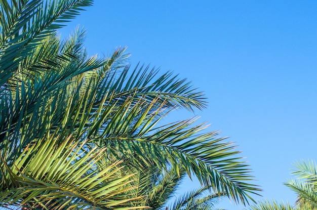 Palmbomen op de blauwe hemel