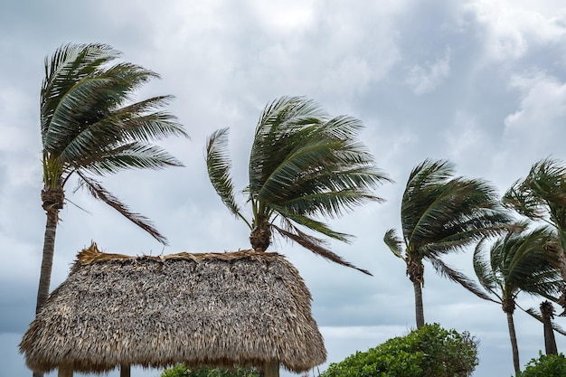 Palmbomen op de wind in het oceaanstrand Slecht weer