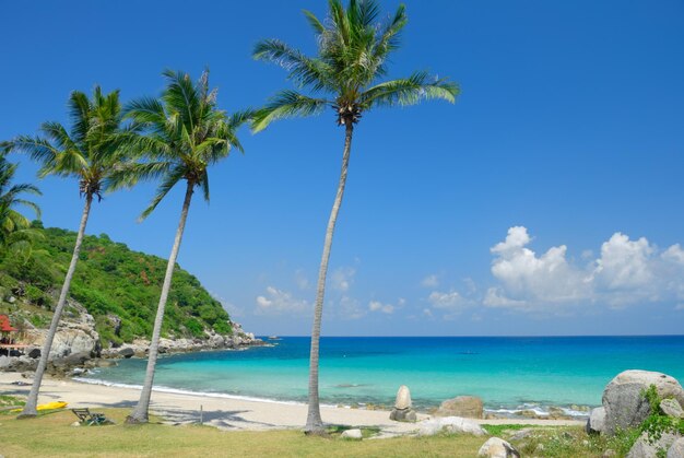 Palmbomen op een rustig strand tegen een blauwe lucht