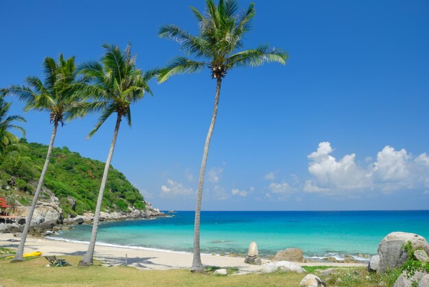 Foto palmbomen op een rustig strand tegen een blauwe lucht