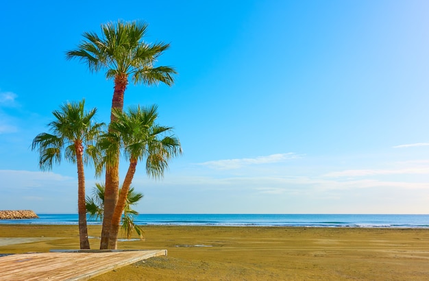 Palmbomen op een zandstrand, Larnaca, Cyprus