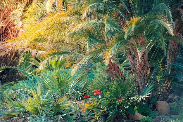 Palmbomen op een zonnige dag Tropische natuurachtergrond Exotisch landschap