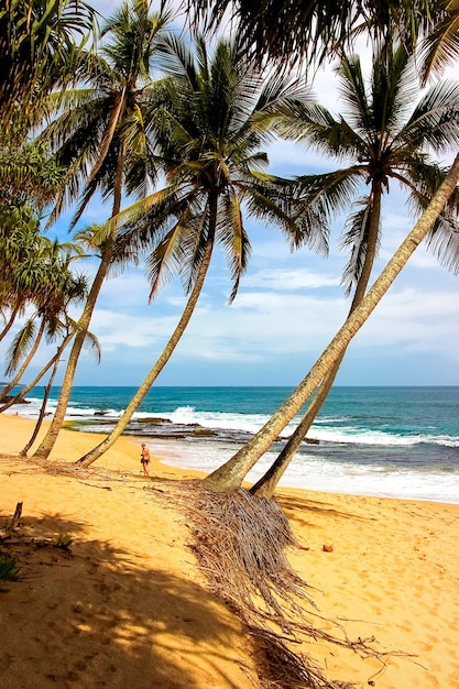 Foto palmbomen op het strand in sri lanka