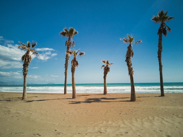 Palmbomen op het strand op een zonnige dag in Alicante