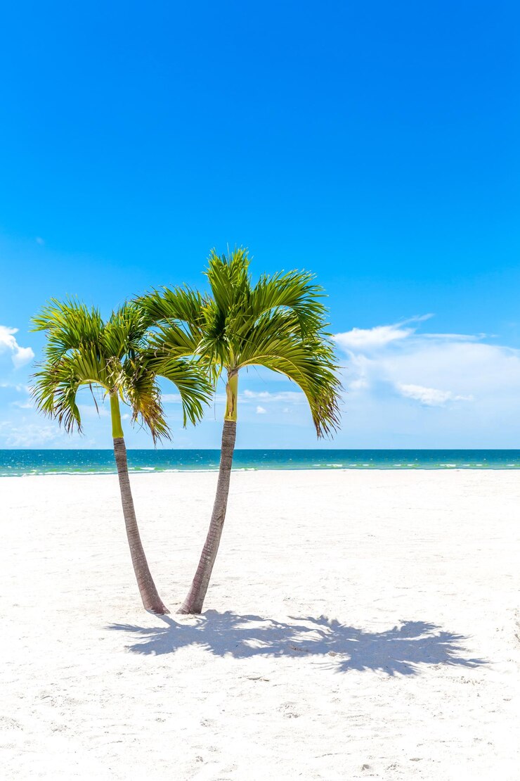 Foto palmbomen op het strand tegen de blauwe hemel