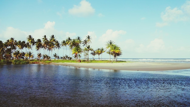 Palmbomen op het strand tegen de lucht