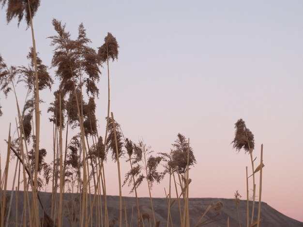 Foto palmbomen op het strand tegen een heldere lucht