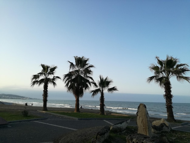 Foto palmbomen op het strand tegen een heldere lucht