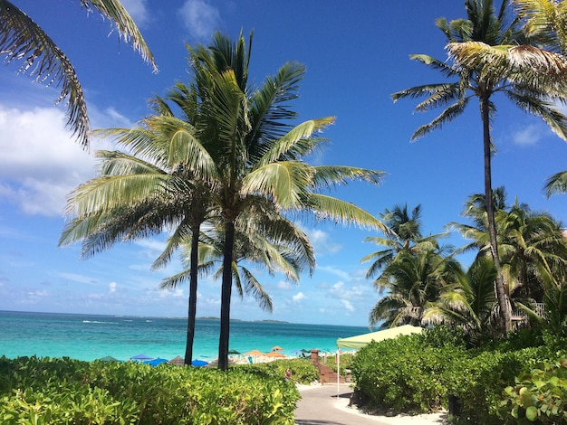 Palmbomen op het strand