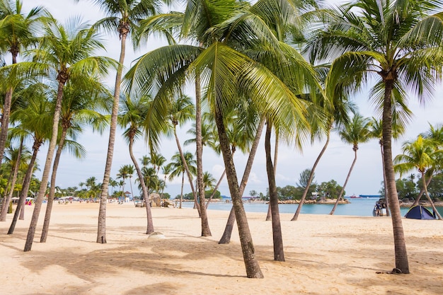 Palmbomen op het strand
