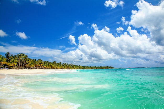 Palmbomen op het tropische strand