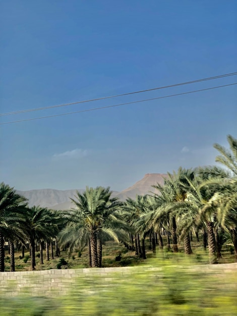 Foto palmbomen op het veld tegen de lucht