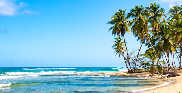 Palmbomen op het wilde tropische strand in de Dominicaanse Republiek. Vakantie reizen achtergrond. Bannerformaat.