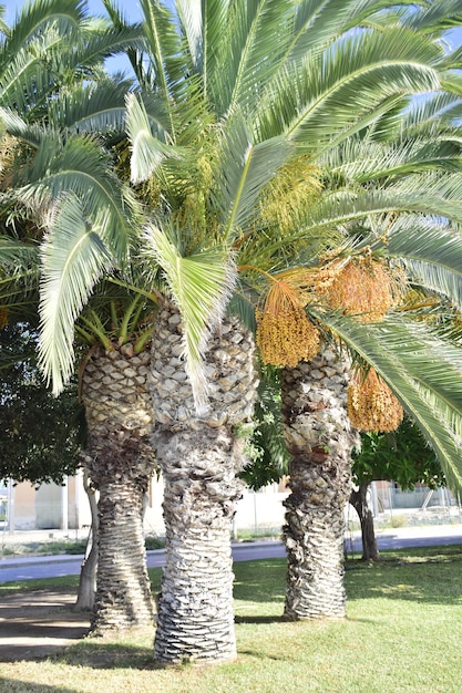 Palmbomen op Promenade Explanada de belangrijkste toeristische straat in Alicante, Spanje