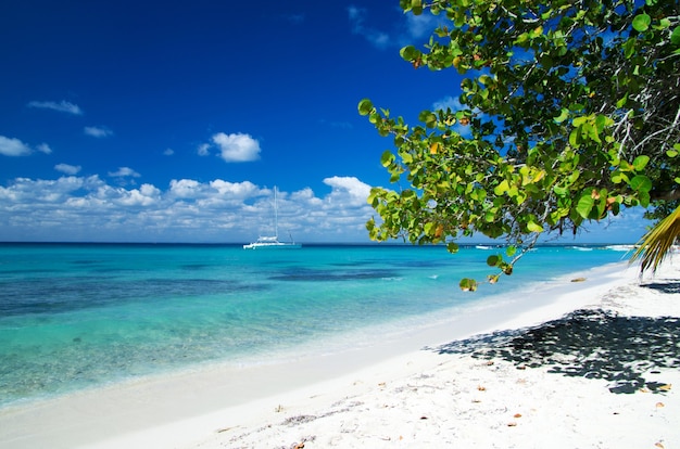 Palmbomen op tropisch strand