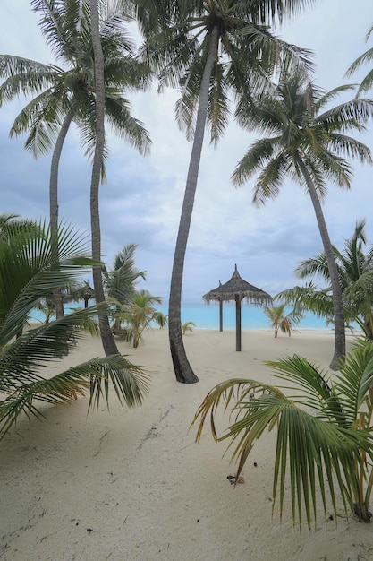 palmbomen op wit zand op een tropisch eiland