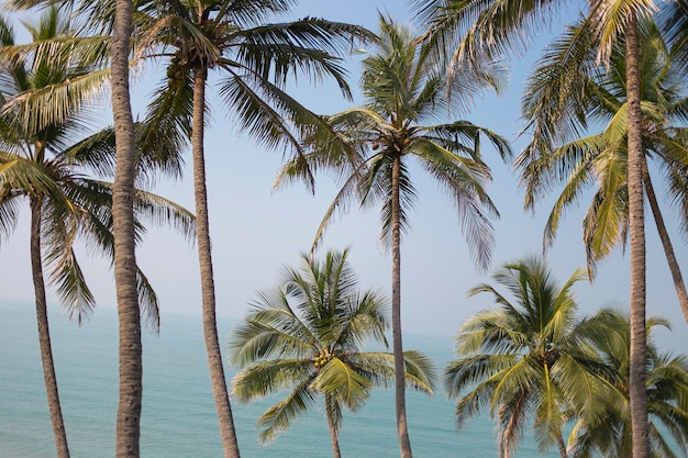 Palmbomen sappig groen tegen de blauwe lucht