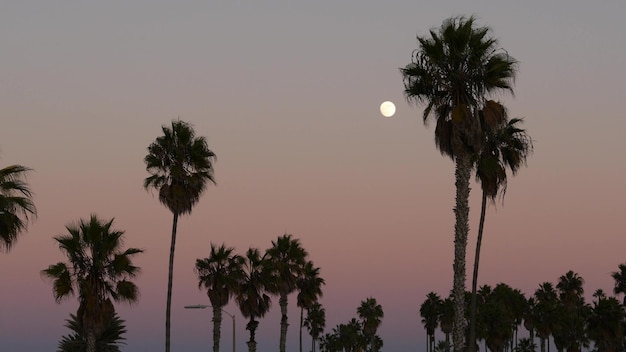 Palmbomen silhouetten en volle maan in twilight pink sky california beach usa