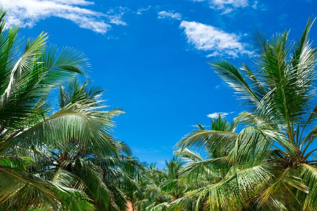 Palmbomen tegen blauwe hemel, Palmbomen op tropische kust