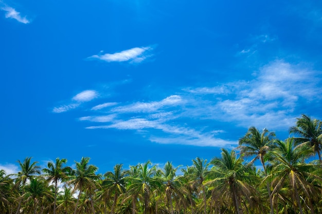 Palmbomen tegen blauwe lucht