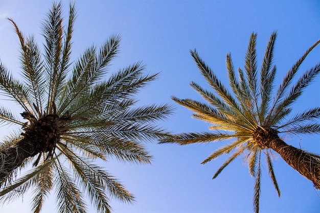 Palmbomen tegen de blauwe hemel.