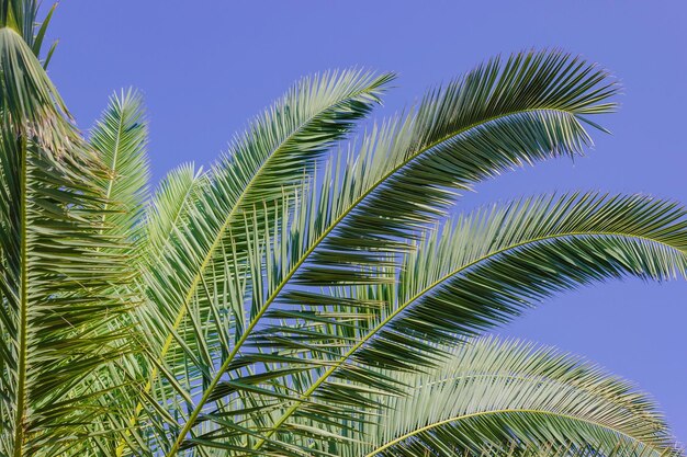 Palmbomen tegen de blauwe lucht aan de tropische kust Close-up van palmbladeren in de zomer van de kokospalm