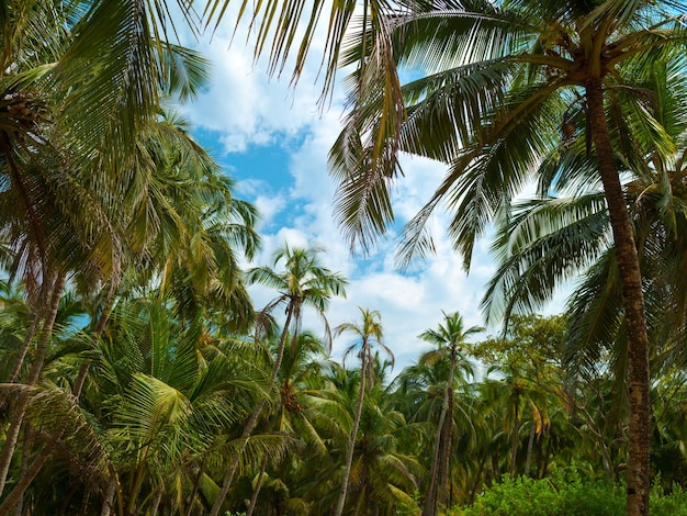 Palmbomen tegen de blauwe lucht met wolken