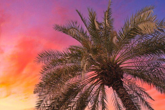 Foto palmbomen tegen de hemel bij zonsondergang tropische natuur achtergrond palmbomen onderste uitzicht