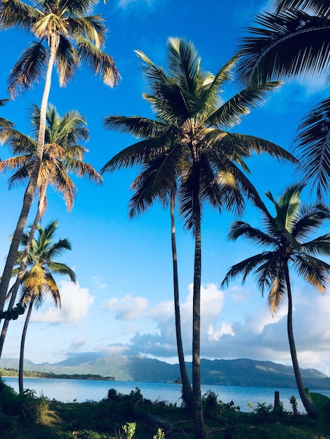 Foto palmbomen tegen de lucht