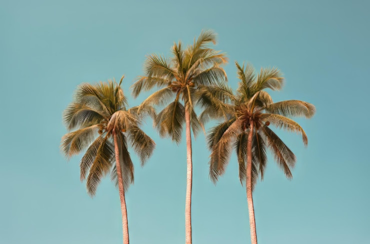 Foto palmbomen tegen een blauwe hemel met een heldere hemel op de achtergrond