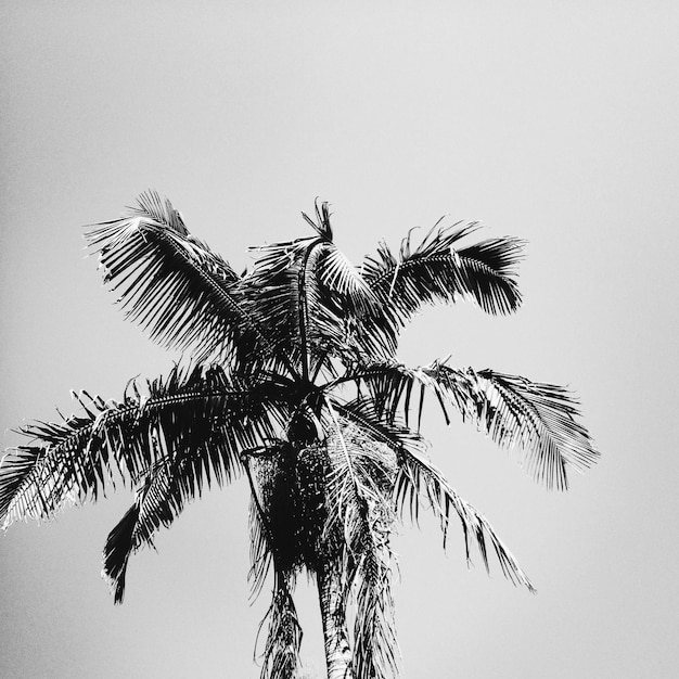 Foto palmbomen tegen een heldere lucht