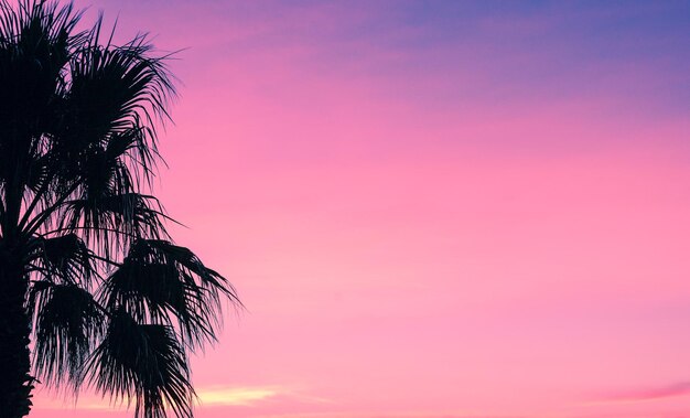 Palmbomen tegen een roze zonsondergang