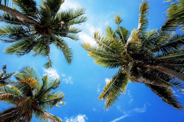 Palmboom aan de blauwe hemel met zonlicht in de zomer.